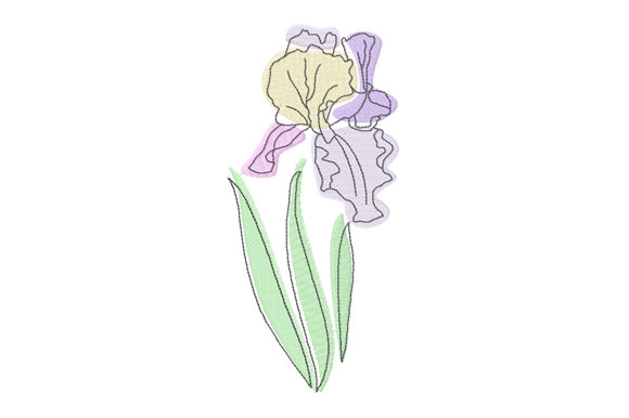 Pastel and Line Art Iris Flower Review